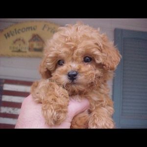 Meet your Posher, Rechelle